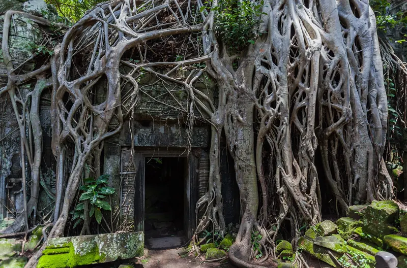 Raíces gigantes de árboles cubren la portada de piedra tallada de Ta Prohm, con bloques caídos y musgo al frente.