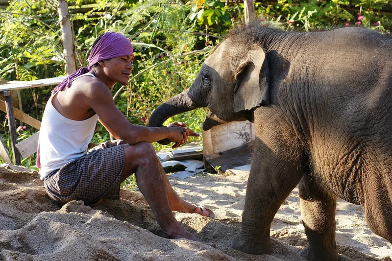 Un cuidador sentado en la arena junto a una cría de elefante que le acerca la trompa a la mano, en Elephant Nature Park.