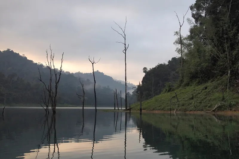 Amanecer con neblina en el lago: troncos secos de árboles sumergidos se reflejan en el agua quieta junto a la selva.