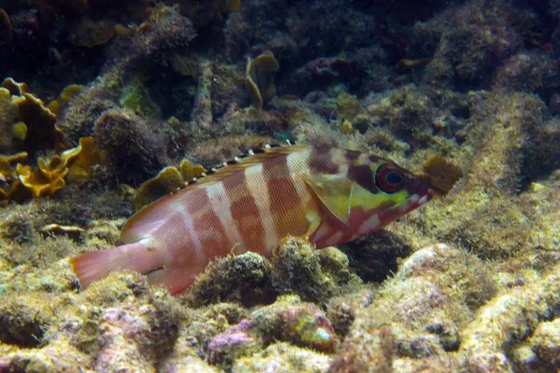 Un mero con franjas rojas y blancas descansa sobre el coral de un arrecife de Koh Tao.